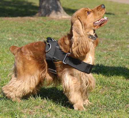 Cocker Spaniel nylon dog harness